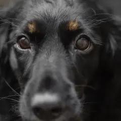 Occhi di un cane nero, con un'espressione che potrebbe suggerire paura dei cani.