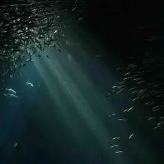 Un banco di pesci argentati nuota in un mare scuro, illuminato da raggi di luce che filtrano dall'alto. Un'immagine che potrebbe alimentare la fobia del mare.