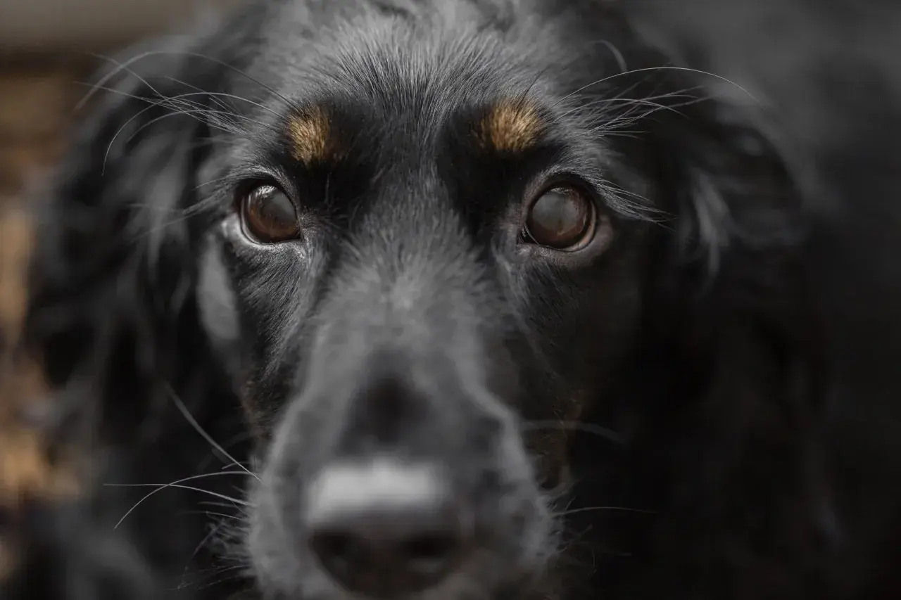 Occhi di un cane nero, con un'espressione che potrebbe suggerire paura dei cani.