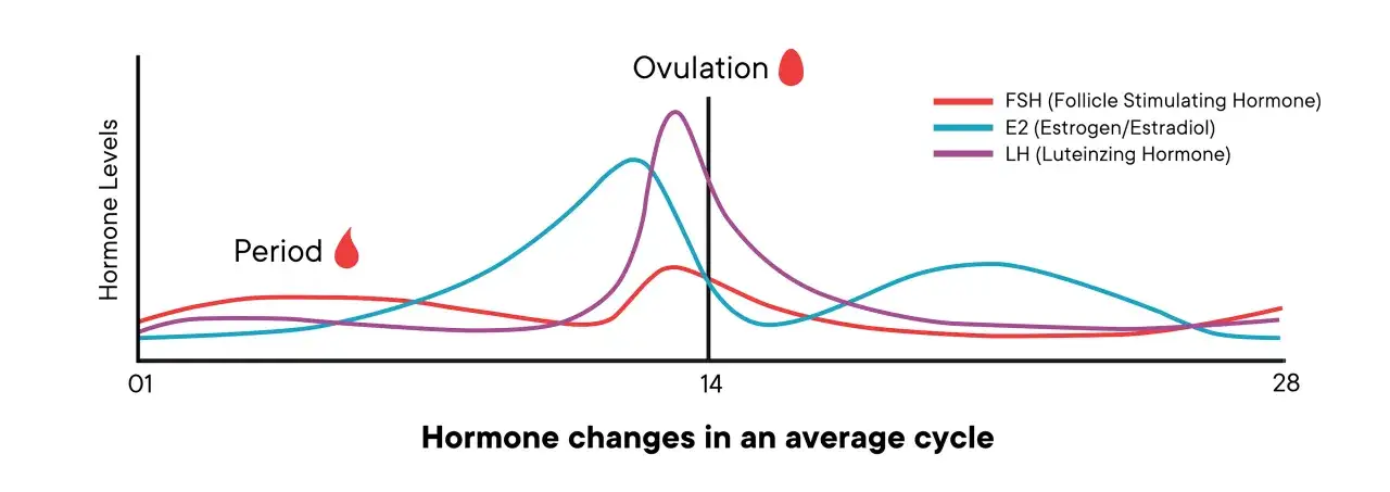 Grafico dei livelli ormonali nel ciclo medio. L'ovulazione, picco di LH, coincide con un aumento del desiderio di fare l'amore.