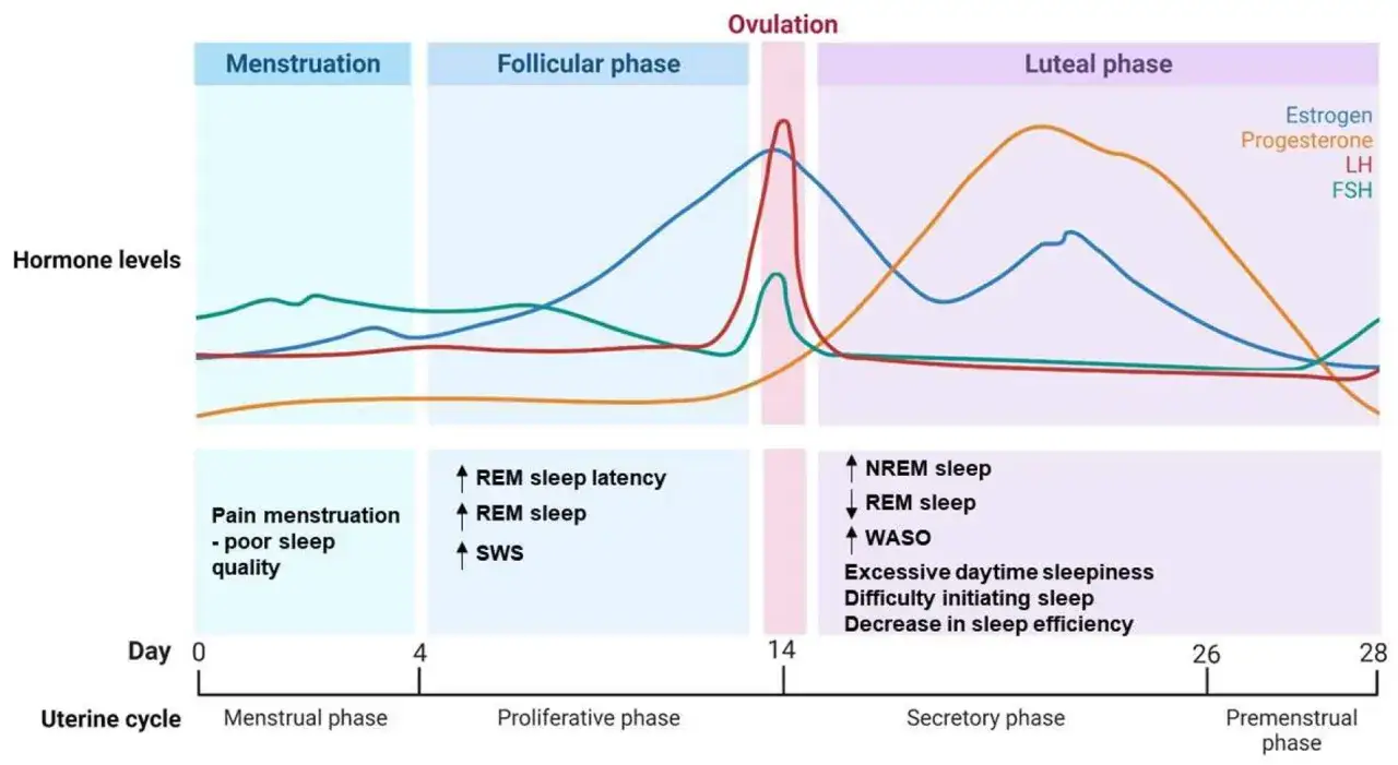 Grafico mostra livelli ormonali e impatto sul sonno durante il ciclo uterino. L'insonnia pre ciclo è legata a cambiamenti nella fase luteale.