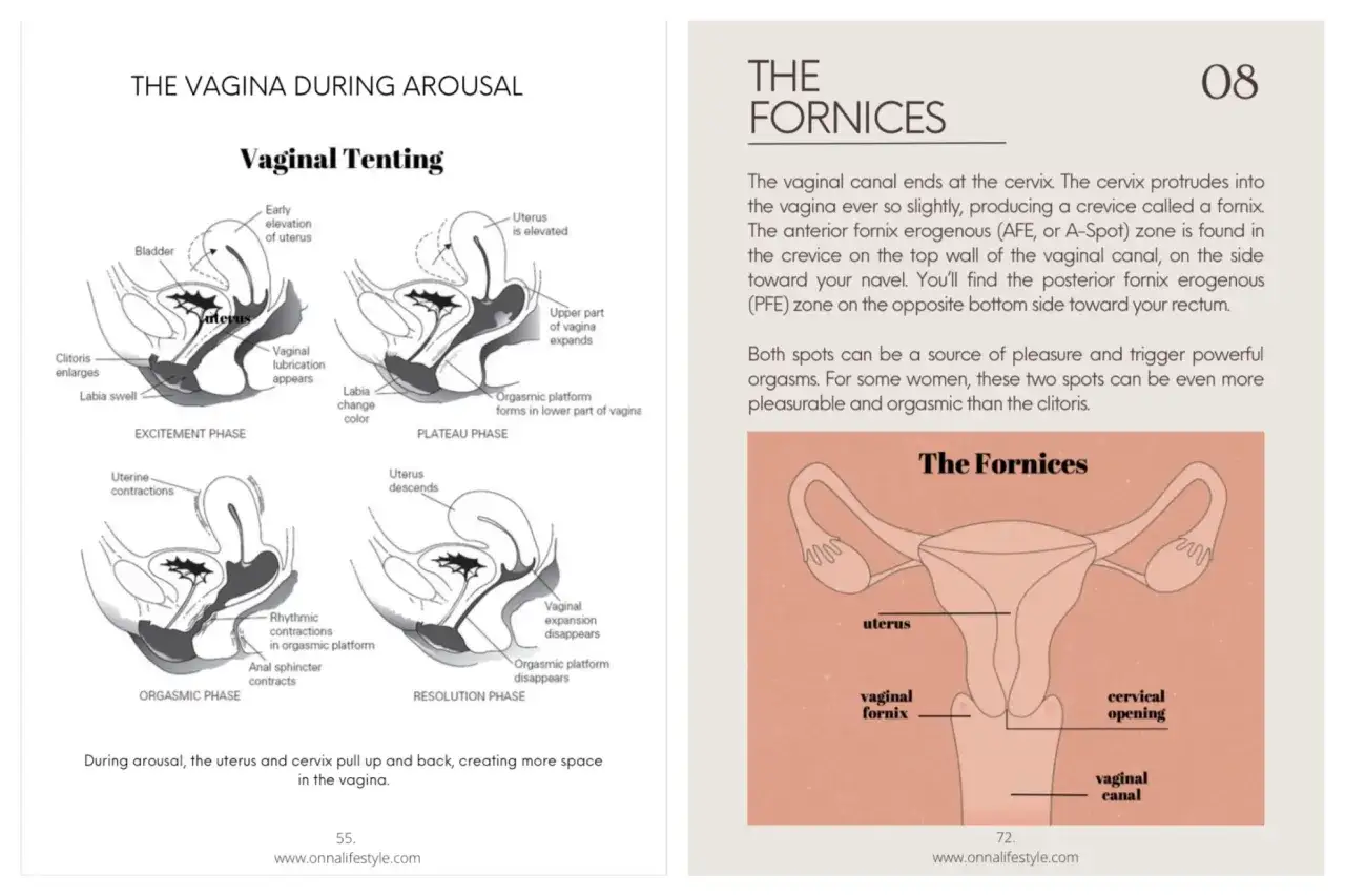 Illustrazioni anatomiche mostrano le fasi dell'eccitazione e dell'orgasmo femminile, con dettagli sull'orgasmo e i fornici.