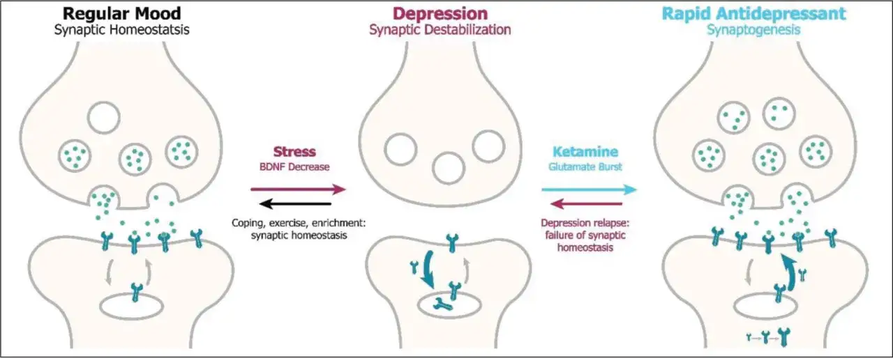 Schema che illustra i ketamina effetti positivi sul cervello, contrastando la depressione con un aumento del glutammato e la sinaptogenesi.