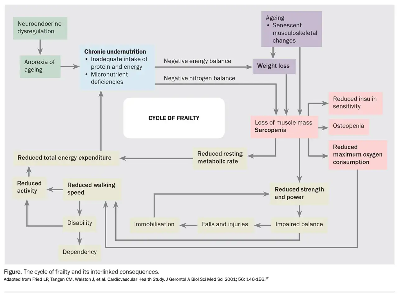 Il diagramma mostra come stare tutto il giorno a letto, causa di immobilizzazione, porti a conseguenze come sarcopenia, osteopenia e ridotta forza, alimentando il ciclo della fragilità.