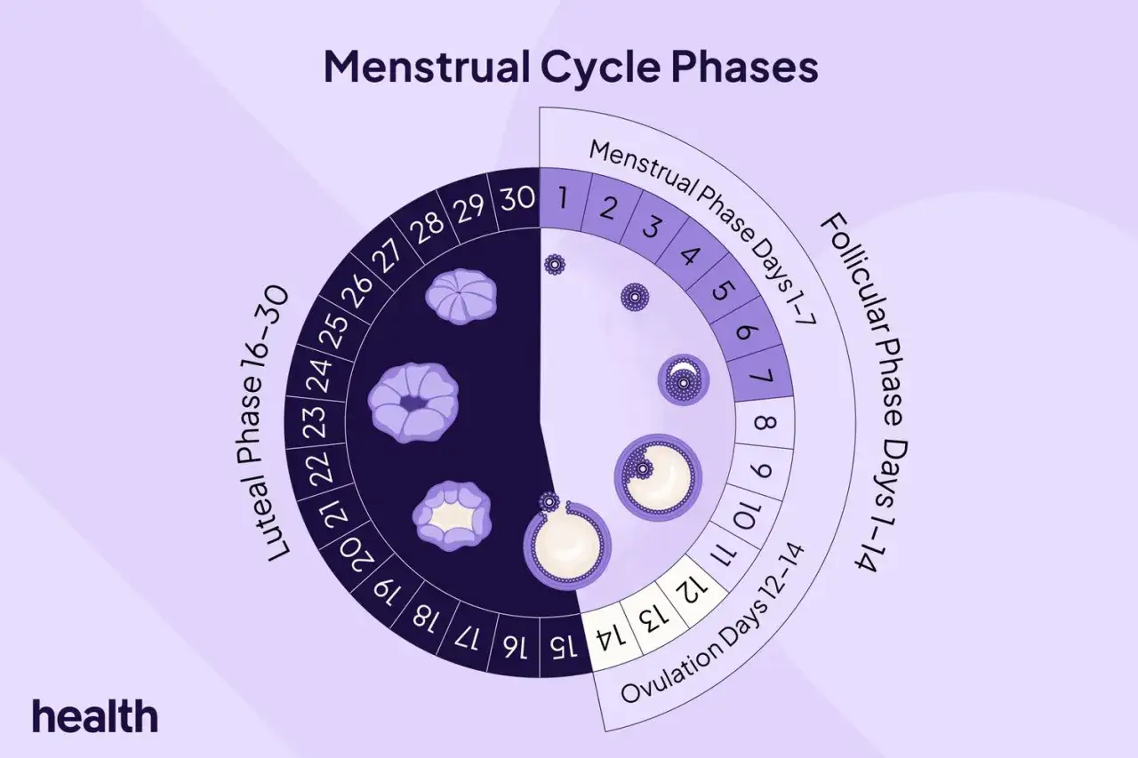 Diagramma del ciclo mestruale: dopo il ciclo si ha più voglia, con fasi follicolare, ovulazione e luteale.