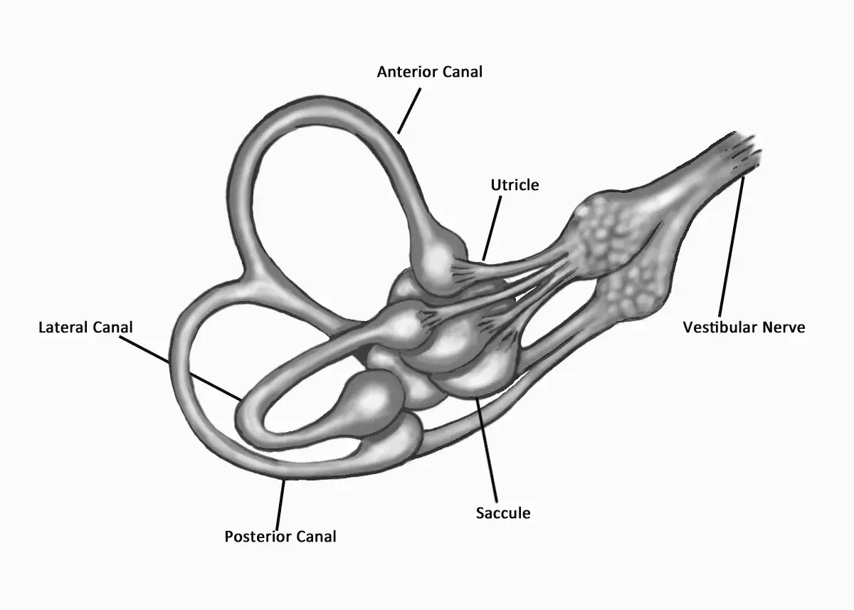 Struttura dell'orecchio interno con canali semicircolari, utricolo, sacculo e nervo vestibolare. Potrebbe essere correlato a labirintite da stress.