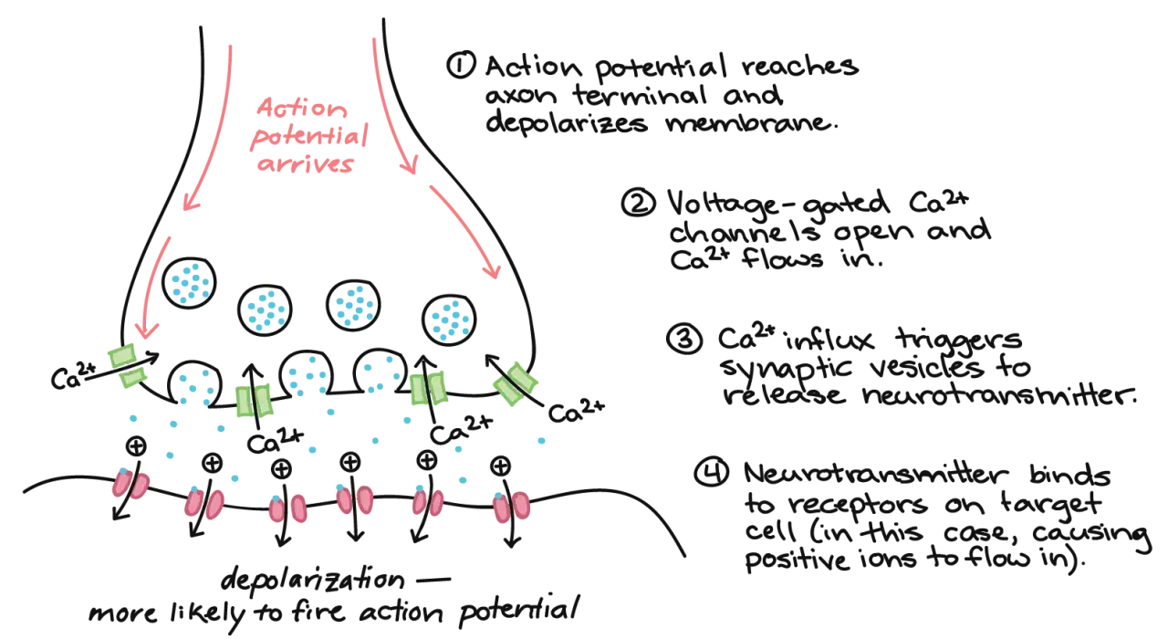 Il significato di una sinapsi: un potenziale d'azione arriva, il Ca2+ entra, i neurotrasmettitori vengono rilasciati e si legano ai recettori, causando depolarizzazione.