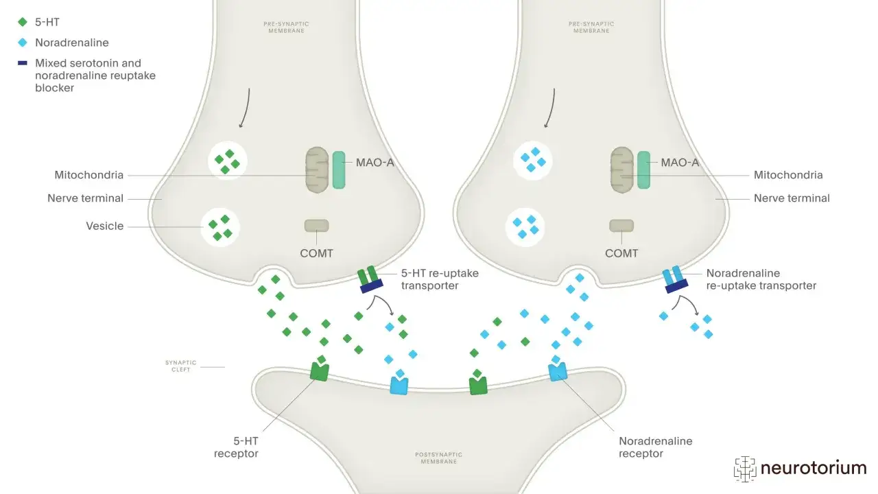 Schema che illustra come la duloxetina a cosa serve: blocca il reuptake di serotonina e noradrenalina, aumentando la loro disponibilità sinaptica.