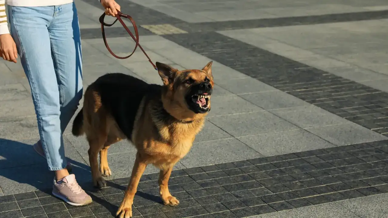Un cane ringhia minacciosamente, mostrando i denti. La sua aggressività potrebbe alimentare la paura dei cani in chiunque.