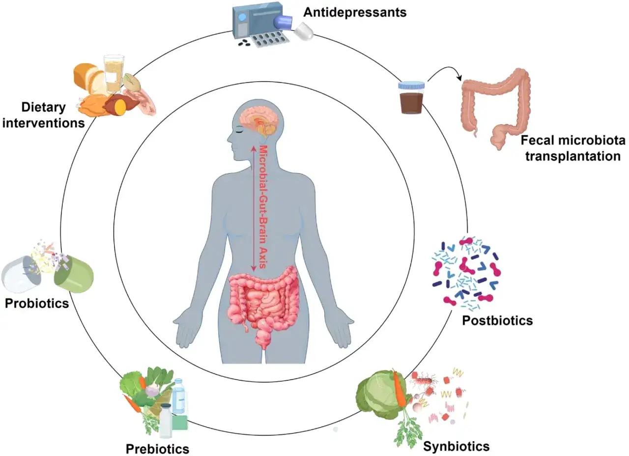 Schema sull'asse intestino-cervello, che illustra come dieta, probiotici, prebiotici, postbiotici, sinbiotici, trapianto fecale e antidepressivi influenzano la salute intestinale, potenzialmente alleviando la diarrea da stress.