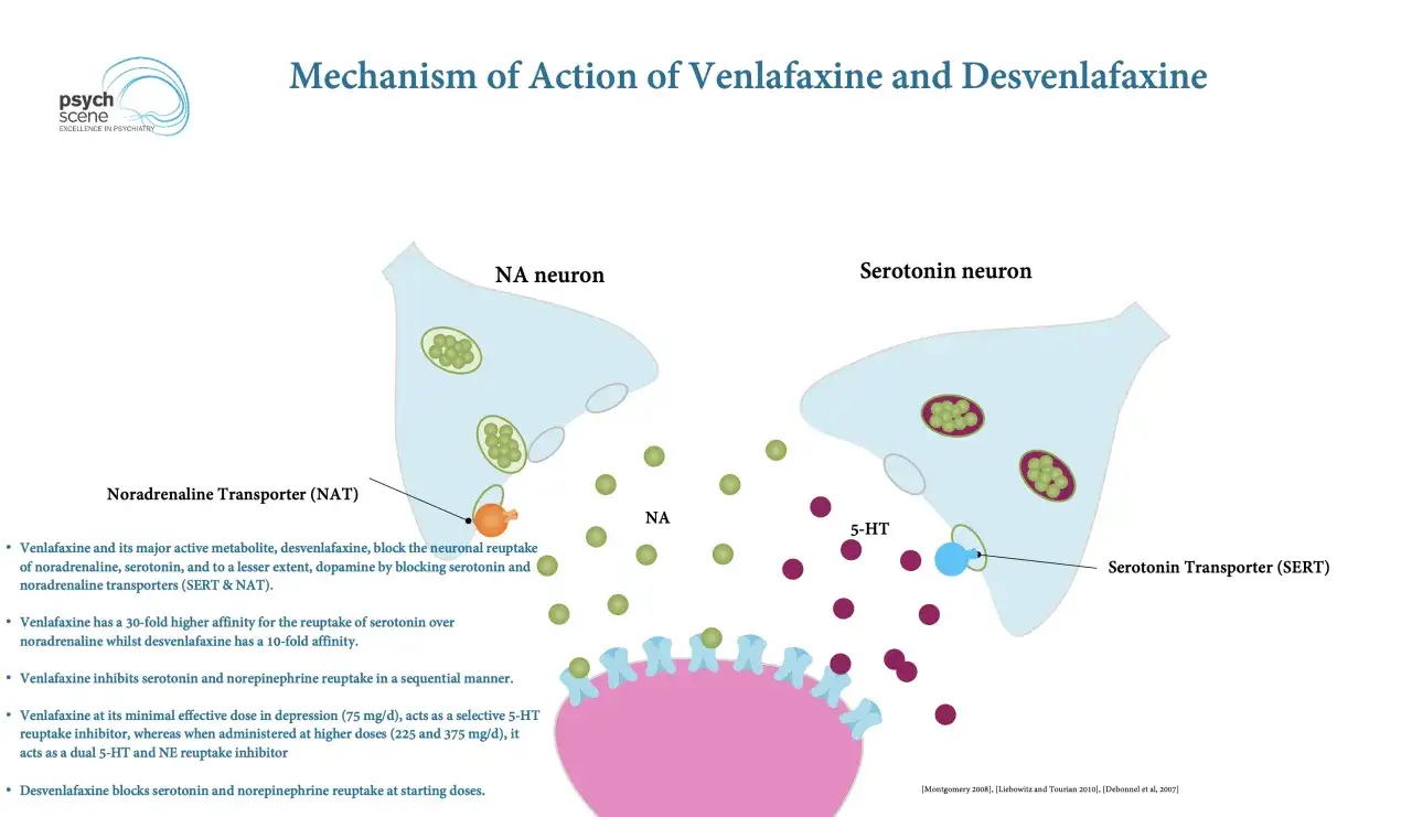 La venlafaxina a cosa serve? Illustra il meccanismo d'azione sui neuroni NA e serotonina, bloccando il reuptake di noradrenalina e serotonina.