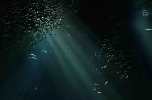 Un banco di pesci argentati nuota in un mare scuro, illuminato da raggi di luce che filtrano dall'alto. Un'immagine che potrebbe alimentare la fobia del mare.
